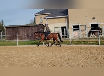 Deutsches Sportpferd, Stute, 6 Jahre, 162 cm, Brauner