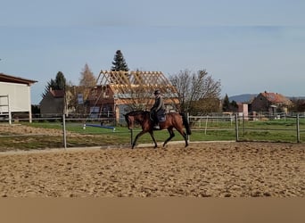 Deutsches Sportpferd, Stute, 6 Jahre, 162 cm, Brauner