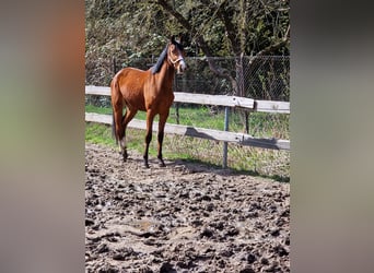 Deutsches Sportpferd, Stute, 6 Jahre, 162 cm, Brauner