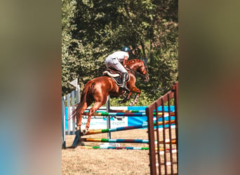 Deutsches Sportpferd, Stute, 6 Jahre, 162 cm, Fuchs