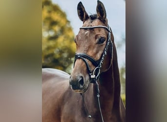 Deutsches Sportpferd, Stute, 6 Jahre, 163 cm, Brauner