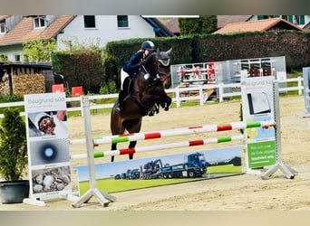 Deutsches Sportpferd, Stute, 6 Jahre, 163 cm, Brauner