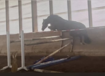 Deutsches Sportpferd, Stute, 6 Jahre, 163 cm, Dunkelbrauner