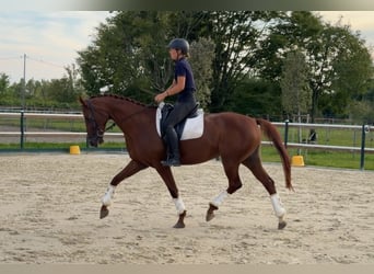 Deutsches Sportpferd, Stute, 6 Jahre, 163 cm, Fuchs