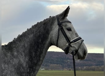 Deutsches Sportpferd, Stute, 6 Jahre, 164 cm, Apfelschimmel