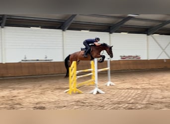 Deutsches Sportpferd, Stute, 6 Jahre, 164 cm, Brauner