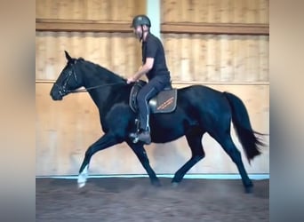 Deutsches Sportpferd, Stute, 6 Jahre, 164 cm, Rappe