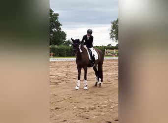 Deutsches Sportpferd, Stute, 6 Jahre, 164 cm, Schwarzbrauner