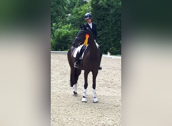 Deutsches Sportpferd, Stute, 6 Jahre, 164 cm, Schwarzbrauner