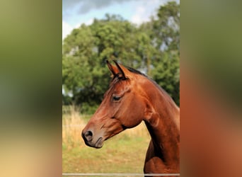 Deutsches Sportpferd, Stute, 6 Jahre, 165 cm, Brauner