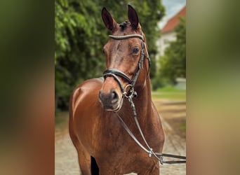 Deutsches Sportpferd, Stute, 6 Jahre, 165 cm, Brauner