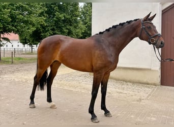 Deutsches Sportpferd, Stute, 6 Jahre, 165 cm, Brauner