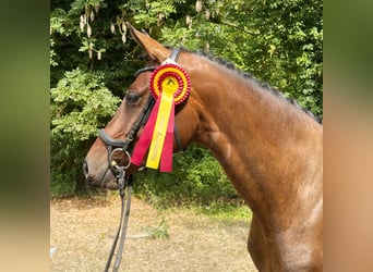 Deutsches Sportpferd, Stute, 6 Jahre, 165 cm, Brauner