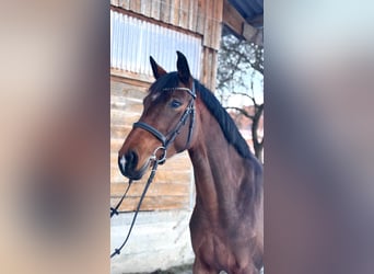 Deutsches Sportpferd, Stute, 6 Jahre, 165 cm, Brauner