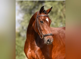 Deutsches Sportpferd, Stute, 6 Jahre, 165 cm, Brauner