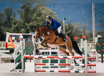 Deutsches Sportpferd, Stute, 6 Jahre, 165 cm, Brauner