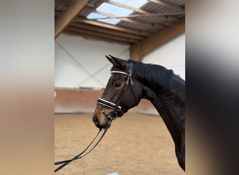 Deutsches Sportpferd, Stute, 6 Jahre, 165 cm, Dunkelbrauner