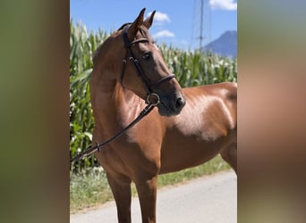 Deutsches Sportpferd, Stute, 6 Jahre, 165 cm, Dunkelfuchs