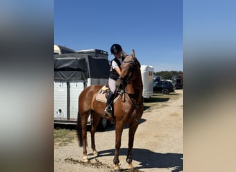 Deutsches Sportpferd, Stute, 6 Jahre, 165 cm, Dunkelfuchs