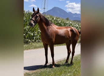 Deutsches Sportpferd, Stute, 6 Jahre, 165 cm, Dunkelfuchs