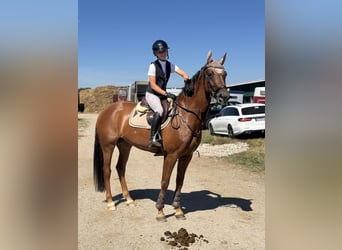 Deutsches Sportpferd, Stute, 6 Jahre, 165 cm, Dunkelfuchs