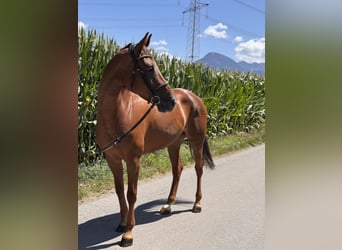 Deutsches Sportpferd, Stute, 6 Jahre, 165 cm, Dunkelfuchs