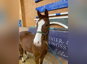 Deutsches Sportpferd, Stute, 6 Jahre, 165 cm, Fuchs