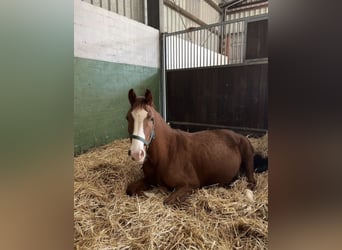 Deutsches Sportpferd, Stute, 6 Jahre, 165 cm, Fuchs