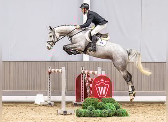 Deutsches Sportpferd, Stute, 6 Jahre, 165 cm, Schimmel