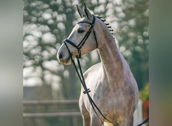 Deutsches Sportpferd, Stute, 6 Jahre, 165 cm, Schimmel