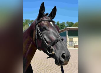 Deutsches Sportpferd, Stute, 6 Jahre, 165 cm, Schwarzbrauner