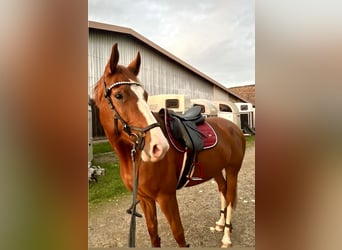 Deutsches Sportpferd, Stute, 6 Jahre, 166 cm