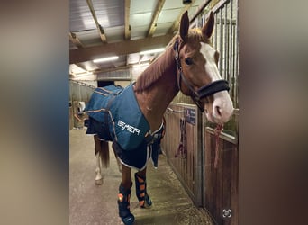 Deutsches Sportpferd, Stute, 6 Jahre, 166 cm