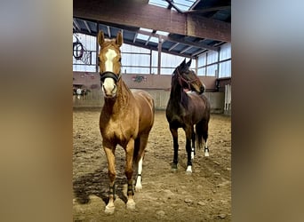 Deutsches Sportpferd, Stute, 6 Jahre, 166 cm