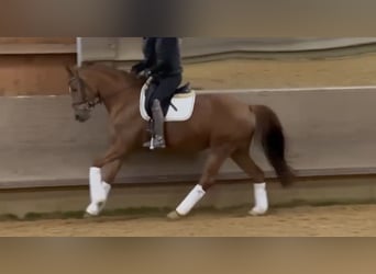 Deutsches Sportpferd, Stute, 6 Jahre, 166 cm, Dunkelfuchs
