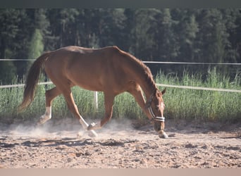 Deutsches Sportpferd, Stute, 6 Jahre, 166 cm, Fuchs