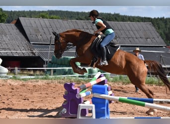 Deutsches Sportpferd, Stute, 6 Jahre, 166 cm, Fuchs