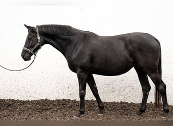 Deutsches Sportpferd, Stute, 6 Jahre, 166 cm, Rappe