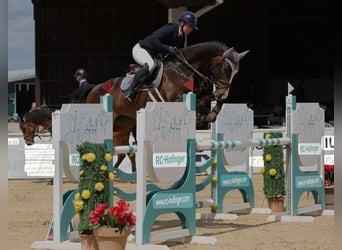 Deutsches Sportpferd, Stute, 6 Jahre, 166 cm, Schwarzbrauner