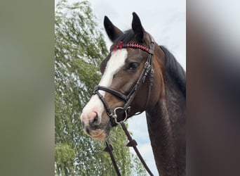 Deutsches Sportpferd, Stute, 6 Jahre, 166 cm, Schwarzbrauner