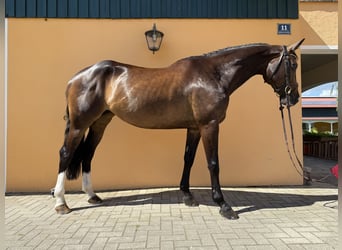 Deutsches Sportpferd, Stute, 6 Jahre, 166 cm, Schwarzbrauner