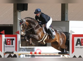 Deutsches Sportpferd, Stute, 6 Jahre, 166 cm, Schwarzbrauner