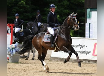 Deutsches Sportpferd, Stute, 6 Jahre, 166 cm, Schwarzbrauner
