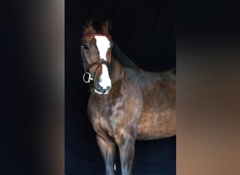 Deutsches Sportpferd, Stute, 6 Jahre, 166 cm, Schwarzbrauner