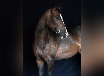 Deutsches Sportpferd, Stute, 6 Jahre, 166 cm, Schwarzbrauner