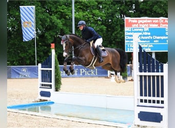 Deutsches Sportpferd, Stute, 6 Jahre, 166 cm, Schwarzbrauner