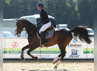 Deutsches Sportpferd, Stute, 6 Jahre, 166 cm, Schwarzbrauner