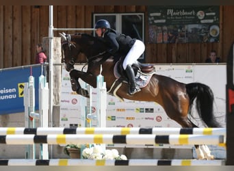 Deutsches Sportpferd, Stute, 6 Jahre, 166 cm, Schwarzbrauner