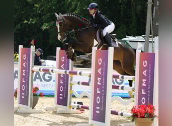 Deutsches Sportpferd, Stute, 6 Jahre, 166 cm, Schwarzbrauner