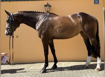 Deutsches Sportpferd, Stute, 6 Jahre, 166 cm, Schwarzbrauner